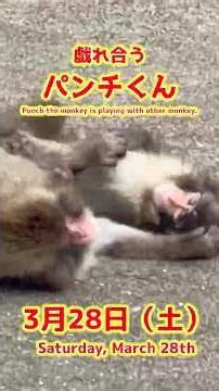 パンチくん【2026年3月28日撮影】戯れ合うパンチくん #がんばれパンチ #punch #HangInTherePunch #市川市動植物園【Punch the monkey】N03