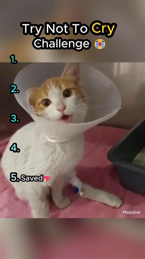 Try Not To Cry Challenge