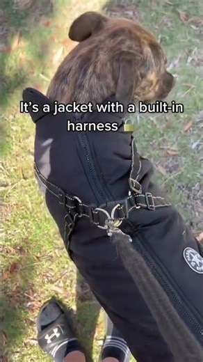 Shop the Warmest Pet Coats of 2025! 🐕 | Available Now at Pawzypets.shop