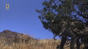 Hyaenodon horridus hunting Mesohippus bairdi