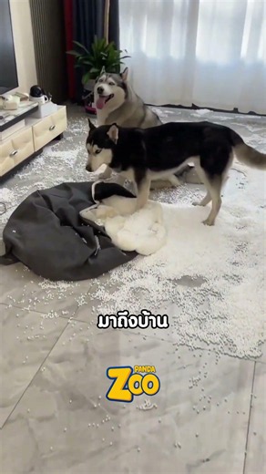 When the husky gets caught red-handed