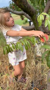 Whispering Willow Farm on Reels