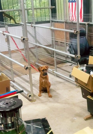 犬小屋作り：ジョー・神風・姫の新しいお家を倉庫に建設