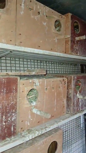 #agaporni #lovebirds #inseparables #birds #loroyacodarko