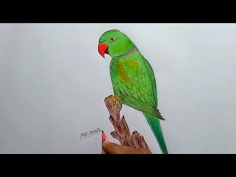 How to draw parrot step by step (very easy).