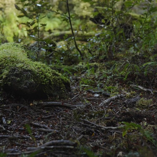 1.3K views | Lippi Hiking Boots: Born in the Andes, built for real terrain. Now at Macpac - online & select stores. | Macpac | Facebook