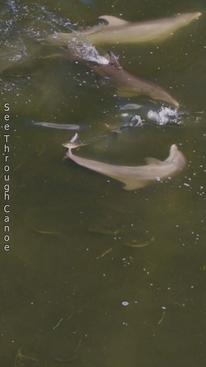 28K views · 263 reactions | Slippery fish... the first mullet managed to get away, the second one wasn't so lucky. Fish aren't easy to grab, even for a dolphin. That's why some dolphins have learned to stun fish with their tails so they can grab them easily when the fish lands. This technique, called fish kicking, is fairly common in the Tampa Bay area. #nature #amazing #wildlife #animals #fish #ocean #naturephotography | See Through Canoe | Facebook