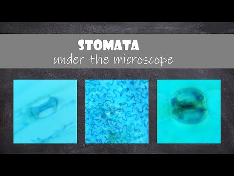 Stomata under the Microscope | Plant Biology