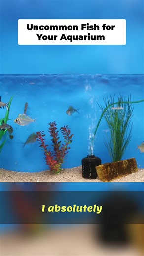 These fish are so crazy #fishtankhobby #fishtank #fishkeeping