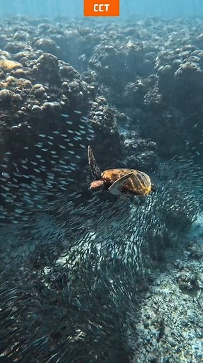 30K views · 404 reactions | ✨ Discover Cebu: 4 Days, 3 Nights of Adventure and Relaxation ️ Uncover the beauty of Cebu, from scenic landscapes to vibrant city vibes. Every moment is a story waiting to be told. Book now with CCT and let your journey begin! #DiscoverCebu #CebuAdventure #TravelWithCCT #TempleOfLeah #SiraoGarden #KawasanFalls #SumilonIsland #10KRoses #WhaleSharkWatching | Cebu Island Guide | Facebook