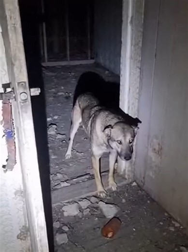 Puppy Rescue: Abandoned House Heroes Save Lost Puppies