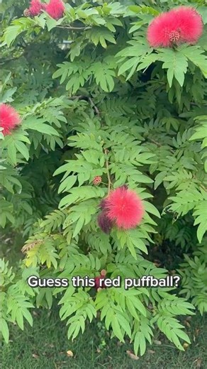 This Isn’t ʻŌhiʻa Lehua — Do You Know This Flower? 🌺
