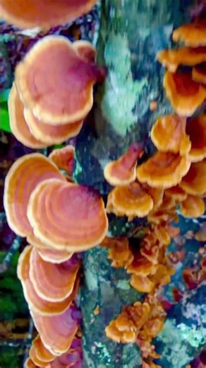 Is This Chicken of the Woods? | Pickett CCC State Park, Tennessee