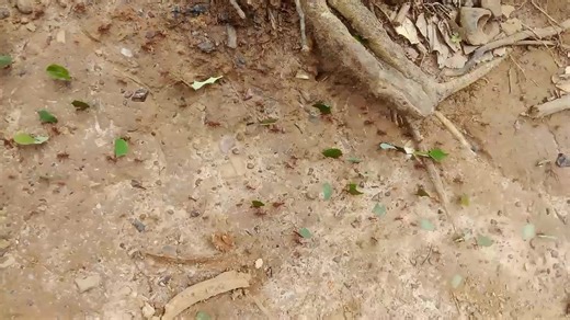 If ding was joe a watra dies boi joe klarie jereh 😂🤣🤦🏽suma sabi 🤣🤣🤣