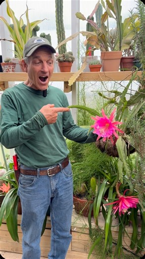 The Epiphyllum, aka the Orchid Cactus, puts on an incredible spring show! Easy to grow, and stunning to behold, learn how to get yours to bloom! 🌸 | Logee's Tropical Plants