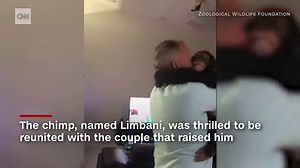 Watch this rescued chimpanzee go bananas when reunited with the couple that raised him https://cnn.it/2KuykU5 | CNN
