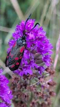 Caterpillar to adult in our meadow - Six-spot Burnet Moth