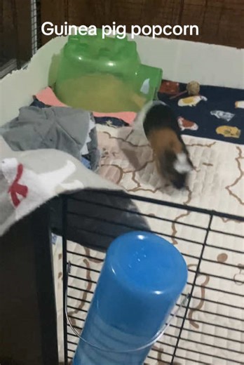 Guinea pig popcorn #funnyguineapig #guineapig #guineapigpopcorn #happyguineapig #viral