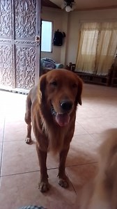 Hello everyone ...Hulk will study basic Math muna ngayon baka nakalimutan na.Wala muna sayaw ngayon😊😊 #goldenhulk #goodvibes #followers #dog #goldenretriever #goldenretrieverpackwalkcebu #dogstagram #virals #viralpage #viralvideo #doglover #dogslife #trendingvideo #trendingnow | Golden Hulk