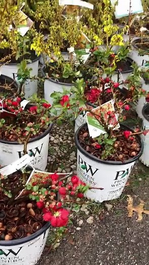 Check out our sale shrubs and evergreen arborvitae selection at our Overland Park location! Give them a call today to order over the phone for curbside pickup. 913-642-6503 | Family Tree Nursery Kansas City