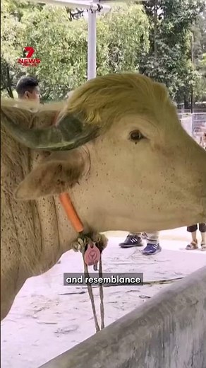 Albino buffalo nicknamed 'Donald Trump' spared from sacrifice in Bangladesh