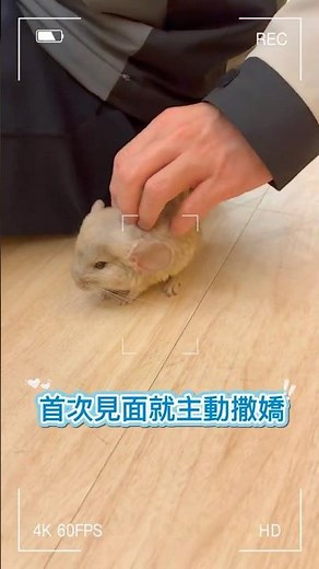 小龍貓「歐巴」撒嬌全攻略❤️ 朋友被萌翻啦 #龍貓 #萌寵