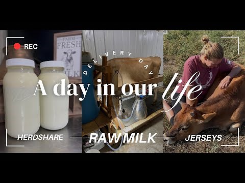 From Cow to Customer: Herdshare/Raw Milk Delivery Process