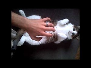 Angry Cat Belly Rub