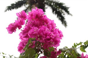 Flora Of Cuba - Havana Guide