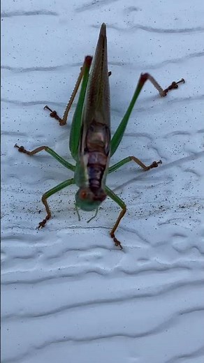 COMMON MEADOW KATYDID "GRASSHOPPER" CRICKET LIKE Bug #nature #wildlife #animals #shortvideo #shorts