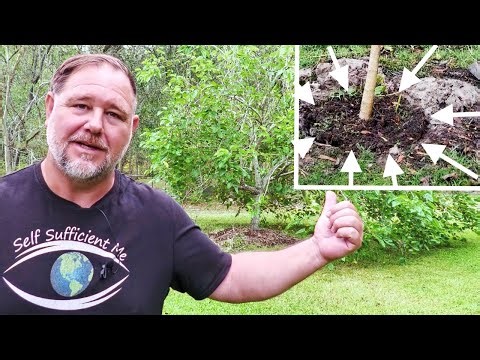How to MOVE or TRANSPLANT a Fruit Tree