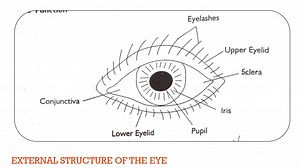 EYE STRUCTURE & FUNCTION [CSEC HSB]