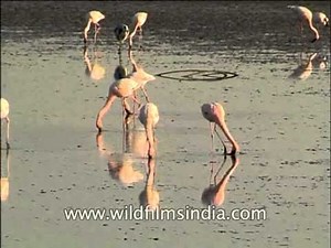 Flamingos searching for food in water