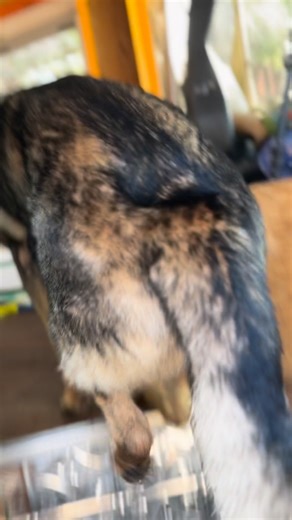 13K views · 625 reactions | Home sweet home! | Kal.bog | Facebook