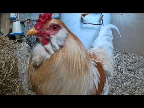 Chicken Coop LIVE STREAM - Rooster Crowing - Hens Clucking Chicken Coop Cam #chickens #chickencoop