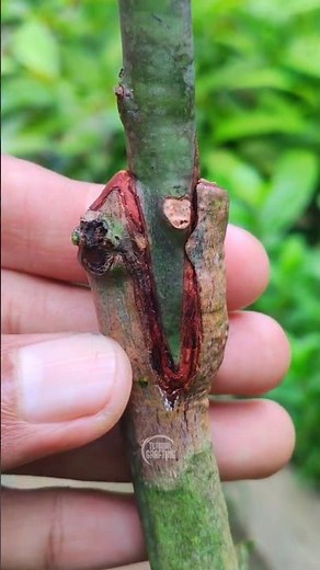 How to Grafting Mango with smaller scions than the rootstock