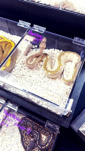You Won’t Believe This Bamboo Clown Ball Python 🐍