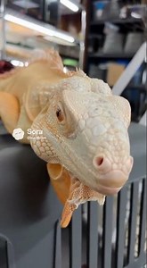 Wow beautiful iguana