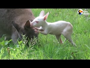 Baby Kangaroo Just Wants To Climb Into Mom's Pouch