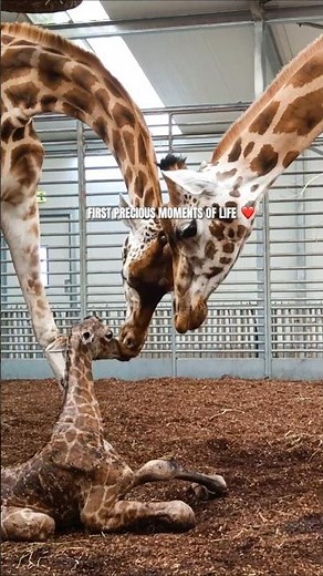 De eerste kostbare momenten op de wereld van een kleine giraffe ❤️🦒 #beeksebergen