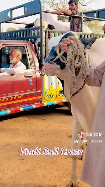 Pindi Bull Craze: Celebrating Rural Punjab Culture