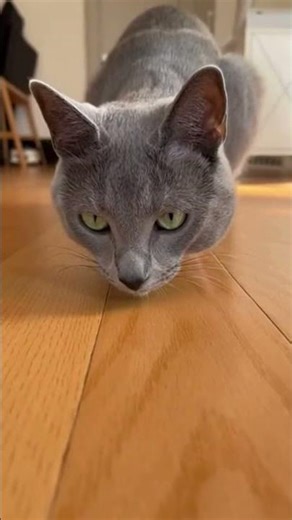 Russian Blue Cat Freezes After a Sudden Step Back