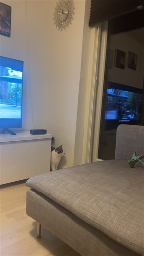 Mutmut ville stadig ud — sjov kort scene med katten