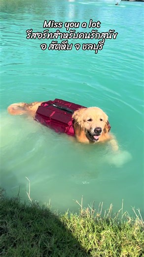 ว่ายน้ำฉ่ำเลย ♥️ @Miss you a lot resort รีสอร์ทสำหรับคนรักสุนัข อ. สัตหีบ จ. ชลบุรี #pet #petfriendly #หมา #รีสอร์ทสําหรับคนรักสุนัข #ที่พักหมาพักได้