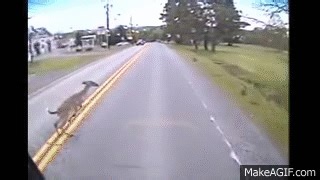 Deer crashes into bus in Johnstown - Deer Fare - 5/14/13 on Make a GIF