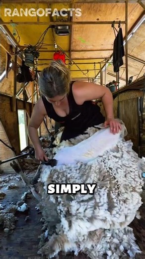 The Truth About Sheep Wool 🐑 ✂️ #sheep #cuttingskills #shorts