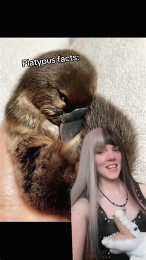 Amazing Platypus Facts You Didn't Know