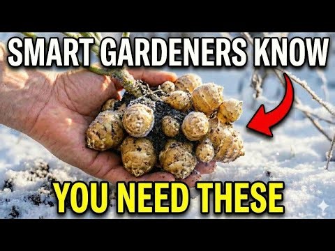10 Crops You Plant ONCE That Feed You FOREVER (Kept Quiet for a Reason)