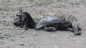 210K views · 2.7K reactions | This Hyena mom has her paws full with these two cute baby cubs | Graeme Mitchley - Wildlife Photographer | Facebook