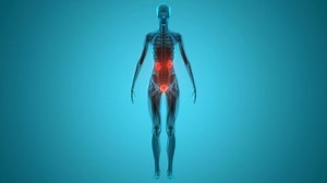 Human Urinary System Kidneys with Bladder Anatomy Animation Concept. 3D